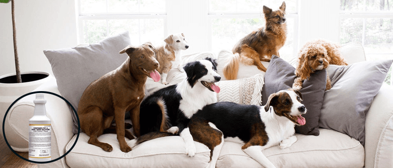 Como remover cheiro de urina de animais do sofá? - Blog da Loja do  Profissional